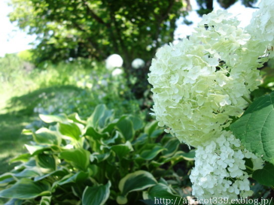 梅雨の庭しごと 庭に咲いたアジサイと宿根草の花_c0293787_21445971.jpg