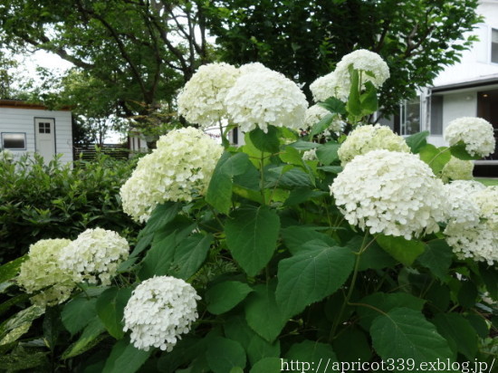 梅雨の庭しごと 庭に咲いたアジサイと宿根草の花_c0293787_21452577.jpg