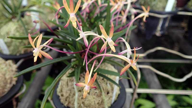 夢風蘭 唐紅葉 からもみじ 富貴蘭チャンネル ブログ