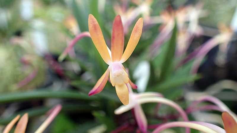 夢風蘭 唐紅葉 からもみじ 富貴蘭チャンネル ブログ