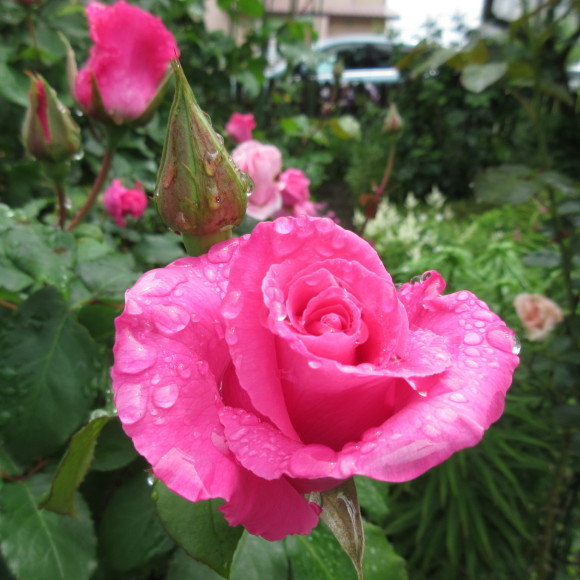 庭の花たち&エコバッグ作り_d0009101_16524437.jpg