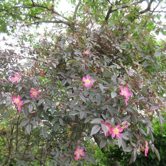 庭の花たち&エコバッグ作り_d0009101_16594262.jpg