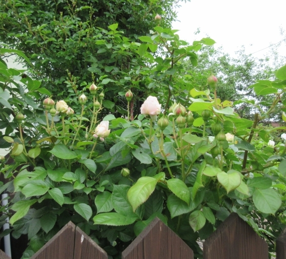 庭の花たち&エコバッグ作り_d0009101_17000508.jpg
