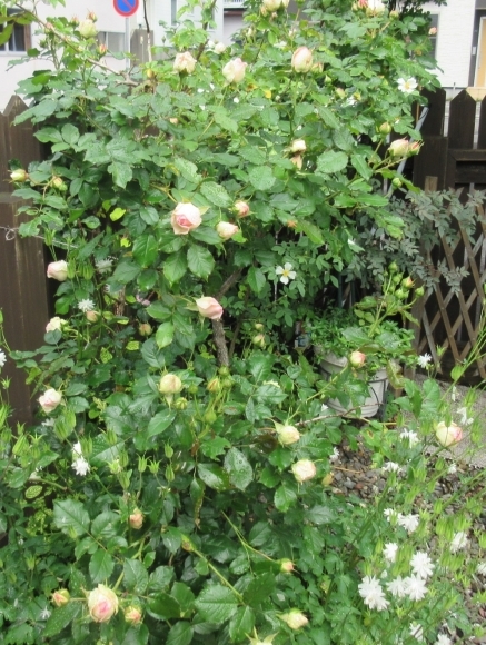 庭の花たち&エコバッグ作り_d0009101_17003744.jpg