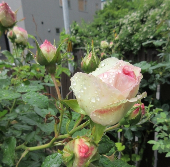 庭の花たち&エコバッグ作り_d0009101_17022640.jpg