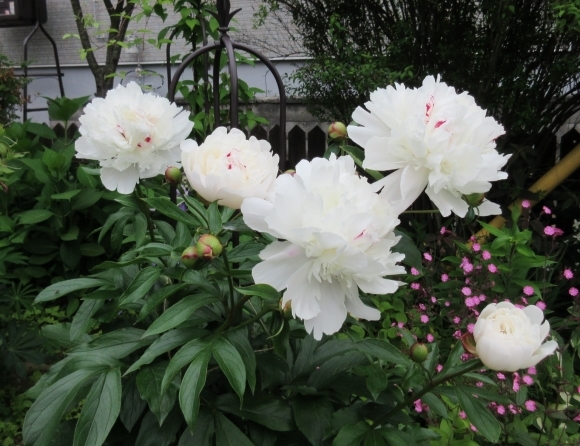 庭の花たち&エコバッグ作り_d0009101_17032009.jpg