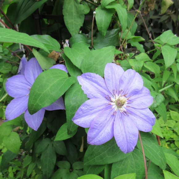 庭の花たち&エコバッグ作り_d0009101_17033750.jpg