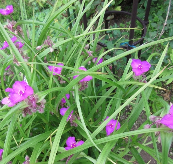 庭の花たち&エコバッグ作り_d0009101_17035051.jpg