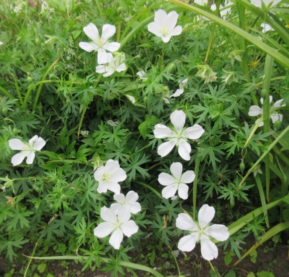庭の花たち&エコバッグ作り_d0009101_17040095.jpg