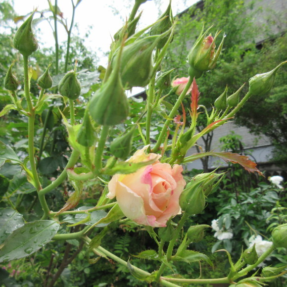 庭の花たち&エコバッグ作り_d0009101_17075010.jpg