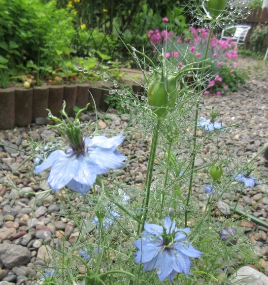 庭の花たち&エコバッグ作り_d0009101_17132084.jpg