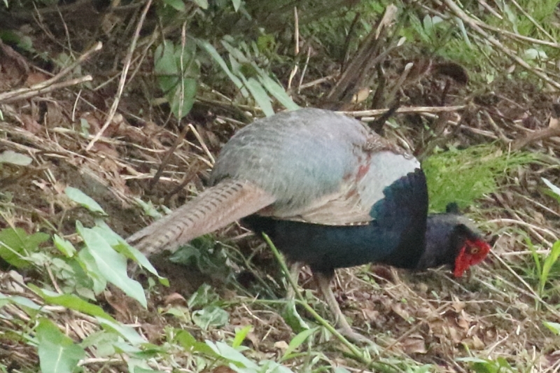 初見 初撮り 初掲載 千葉県矢切に生息するキジのカップル 旅プラスの日記