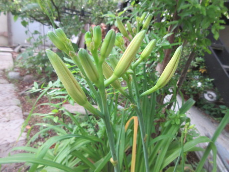 ヤブカンゾウの蕾・挿し木に芽 ほか_a0203003_18382168.jpg