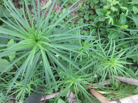 ヤブカンゾウの蕾・挿し木に芽 ほか_a0203003_18383599.jpg