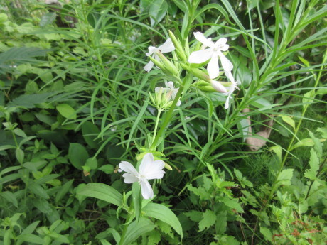 ヤブカンゾウの蕾・挿し木に芽 ほか_a0203003_18393811.jpg