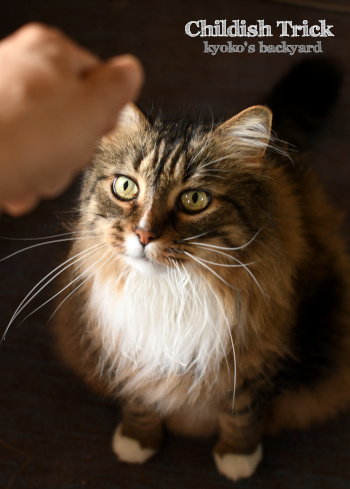 猫だまし_b0253205_05342632.jpg