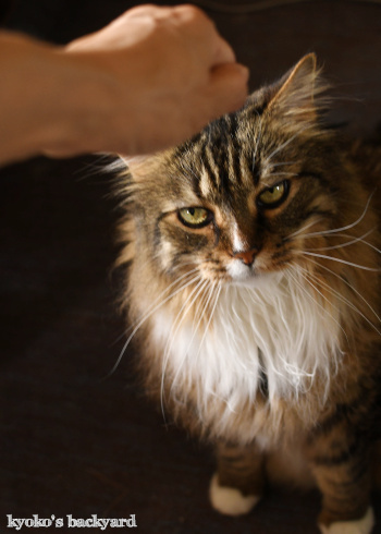 猫だまし_b0253205_05342647.jpg