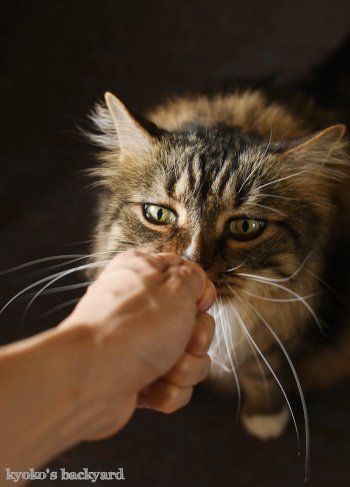 猫だまし_b0253205_05342661.jpg