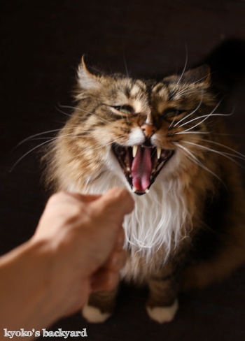 猫だまし_b0253205_05342691.jpg