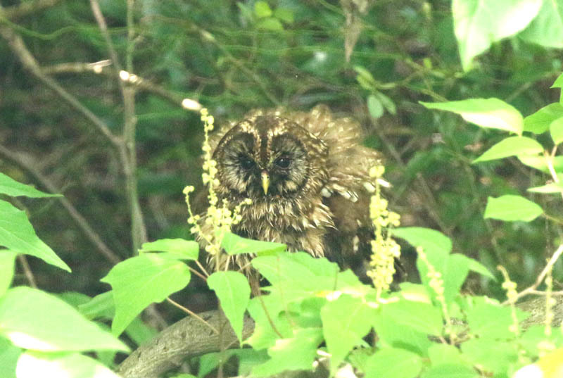 世田谷区の公園でフクロウ。2020_c0248106_10333171.jpg