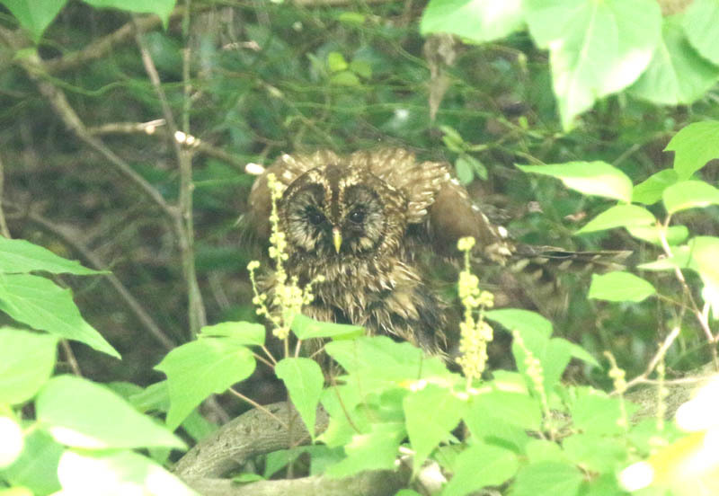 世田谷区の公園でフクロウ。2020_c0248106_10334445.jpg