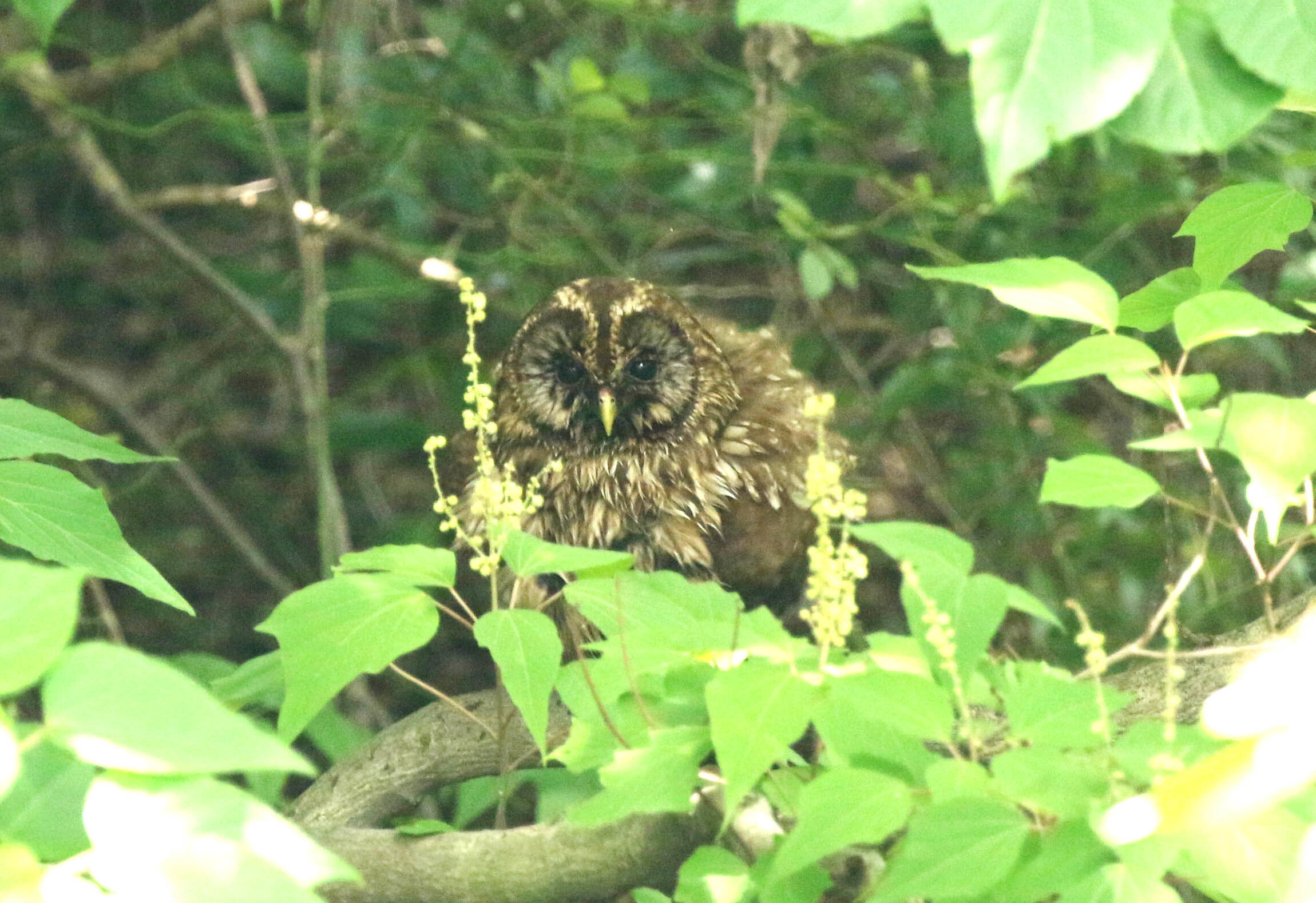 世田谷区の公園でフクロウ。2020_c0248106_10341169.jpg