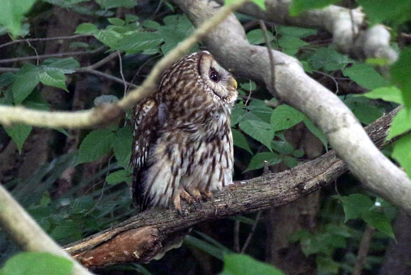 世田谷区の公園でフクロウ。2020_c0248106_10355248.jpg