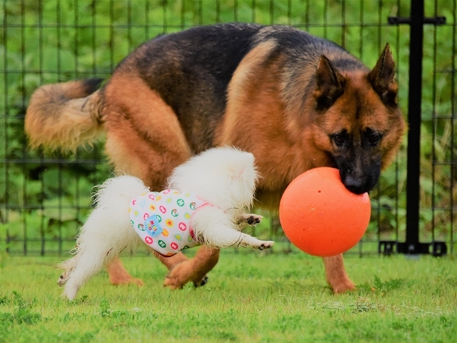 子犬が目指すところ_d0360206_19302587.jpg