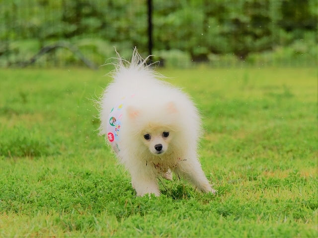 子犬が目指すところ_d0360206_19305170.jpg