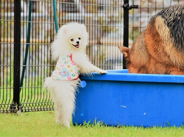 子犬が目指すところ_d0360206_19311301.jpg