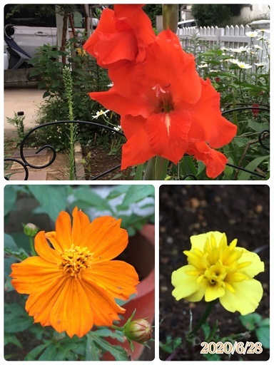 ブルベリーとこの花何の花? 追記アリ_f0162908_20360530.jpg