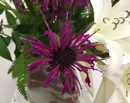 ブルベリーとこの花何の花? 追記アリ_f0162908_20360666.jpg