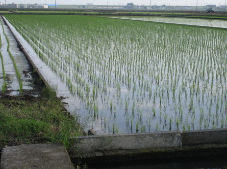 1019)麦畑から水田に。_b0029010_15223919.jpg