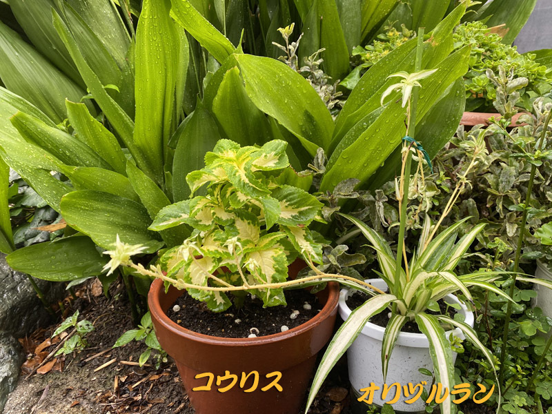 雨降りで散歩なし庭の花など いただきもの みつい 禮の演歌部屋