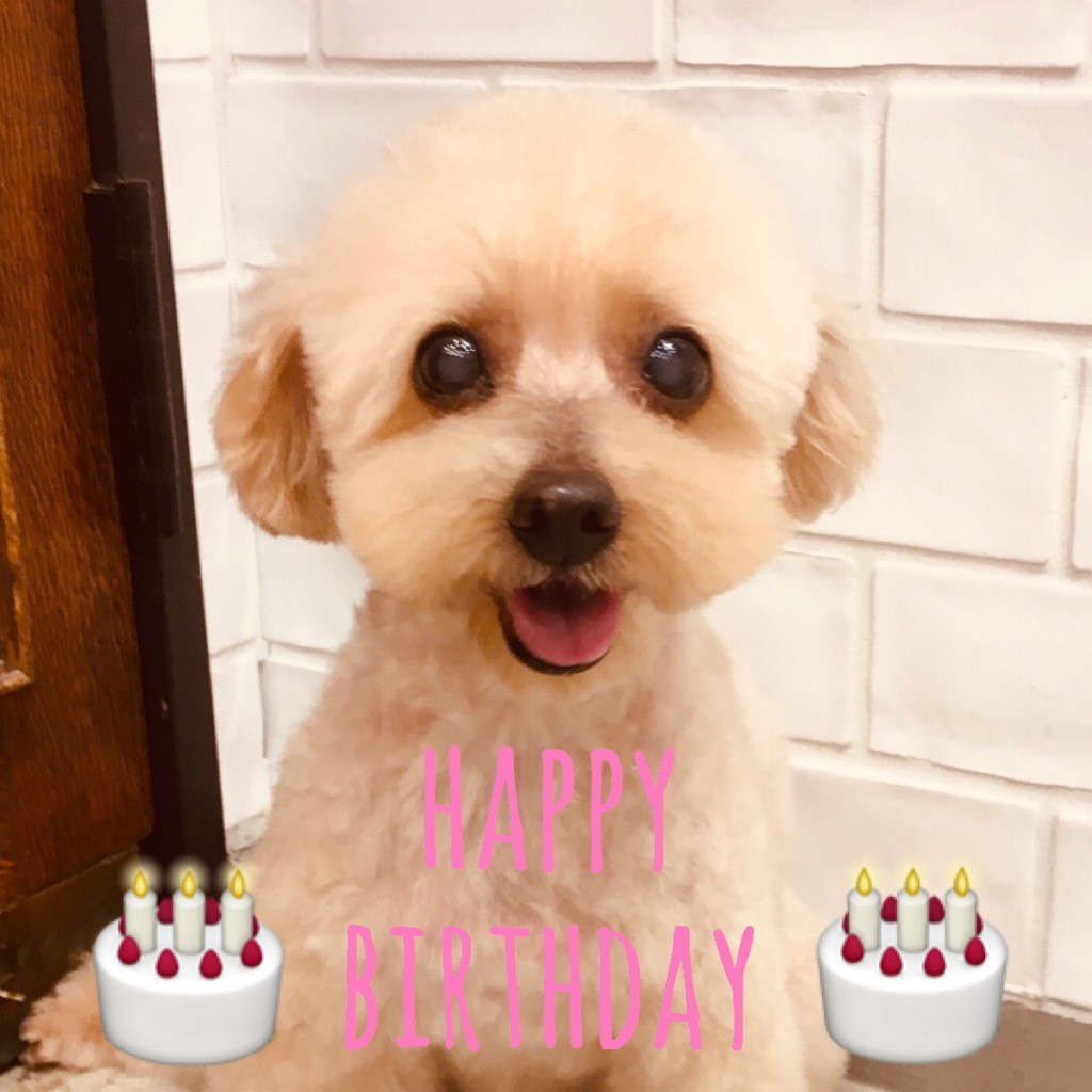 ☆ Happy Birthday ・ ハッピーちゃん ☆_d0060413_14242991.jpg