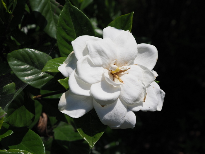 クチナシの花_c0116915_00021848.jpg
