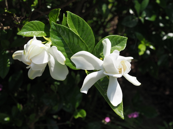 クチナシの花_c0116915_00023369.jpg