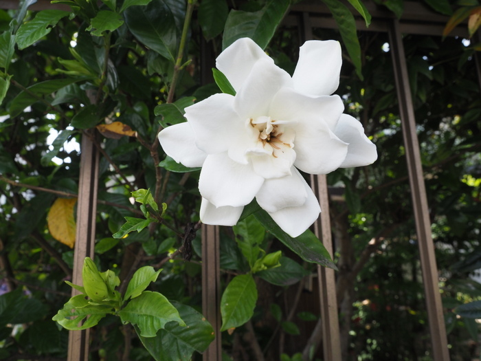 クチナシの花_c0116915_00024470.jpg