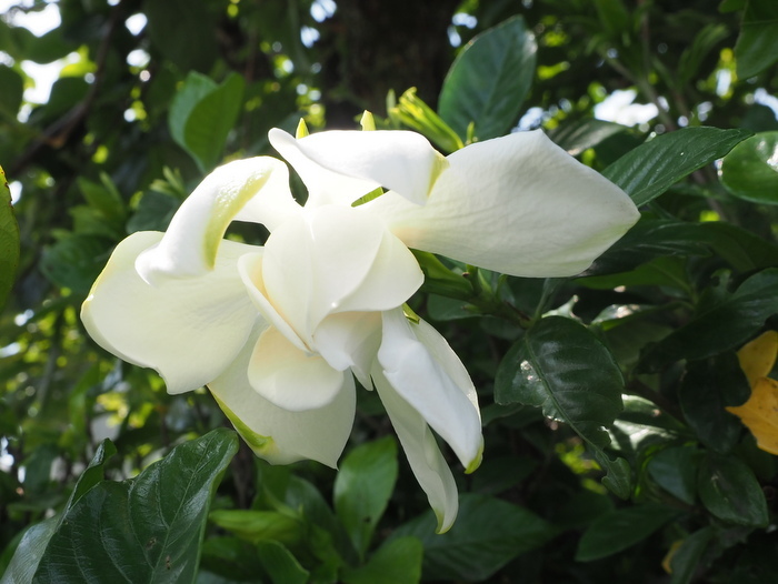 クチナシの花_c0116915_00025492.jpg