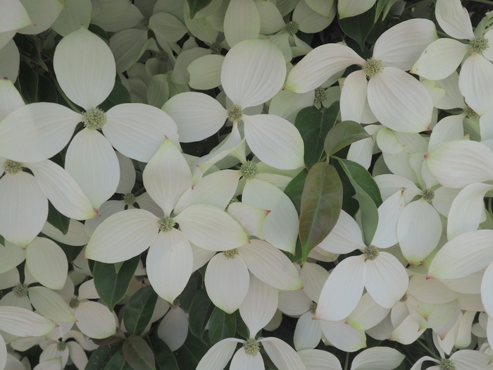 ヤマボウシの花_c0116915_00063121.jpg