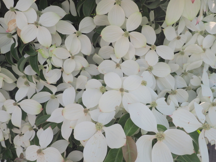 ヤマボウシの花_c0116915_00065448.jpg