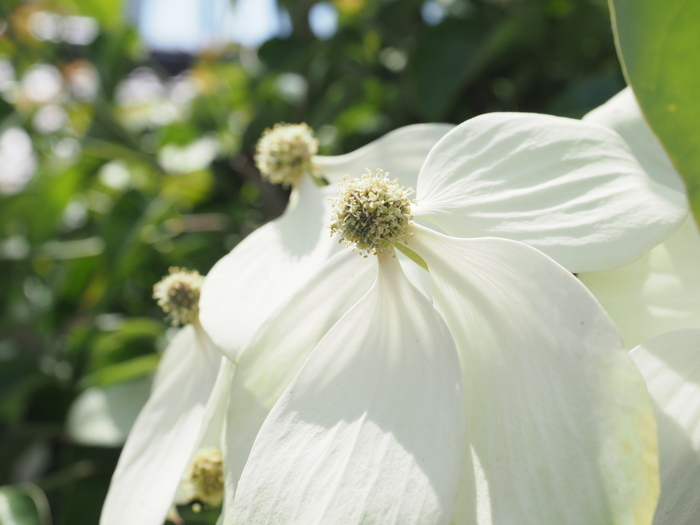 ヤマボウシの花_c0116915_00073421.jpg