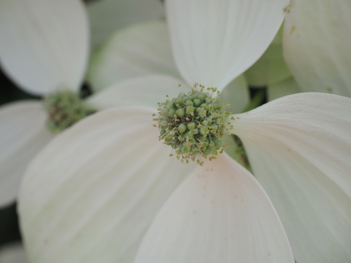 ヤマボウシの花_c0116915_00074956.jpg