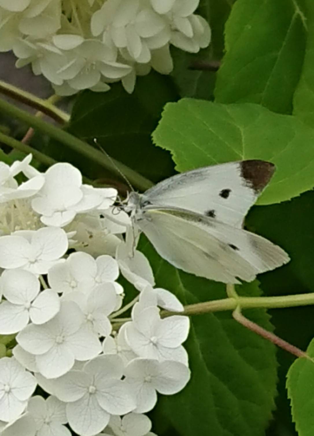 北陸民放クラブ 石川ブログ