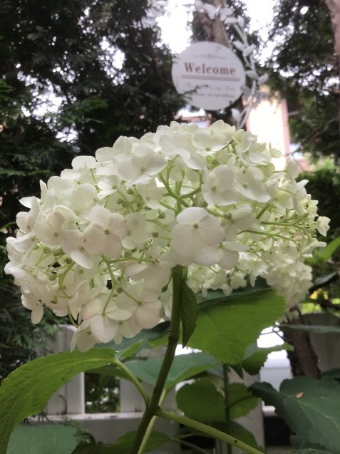 西洋あじさい アナベル 花と小さな おもてなし サロン Ligare Flora 西洋あじさい アナベル 花と小さな おもてなし サロン Ligare Flora