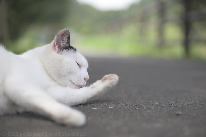八丁湖のネコ 2 Photograph3