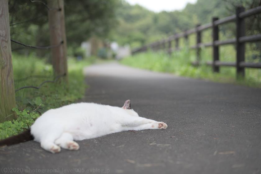 八丁湖のネコ 2 Photograph3