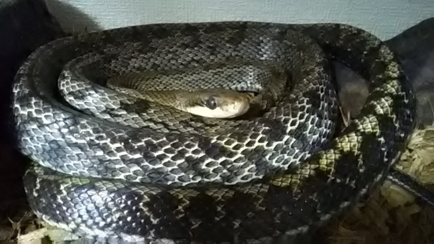 お掃除と餌やり ワイルド ワイルド