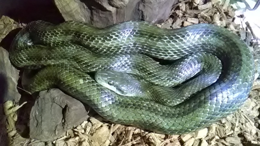 お掃除と餌やり ワイルド ワイルド