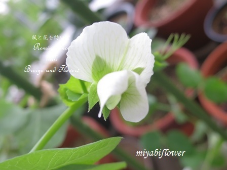 グリーンピース食べずに蒔いたら 風と花を紡いで グリーンピース食べずに蒔いたら 風と花を紡いで